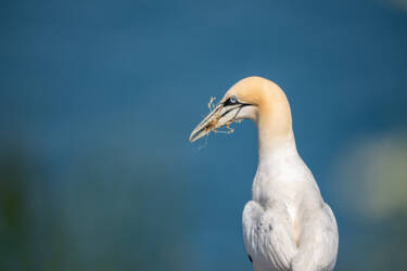 Bird photography by Ricci Chera for Nikon Magazine's Tried and Tested series. These photos were taken using the new NIKKOR Z 180-600mm f/5.6-6.3 VR