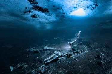 Nikon magazine - How to become an underwater photographer 