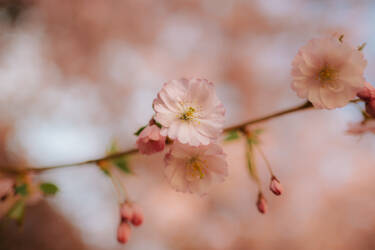 Nikon magazine - 35mm f1.4 