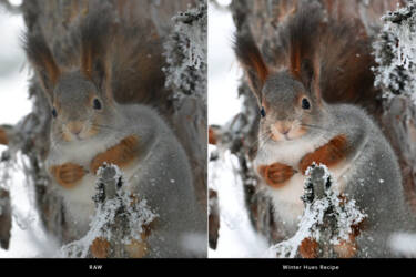 Nikon magazine - NIC recipe 