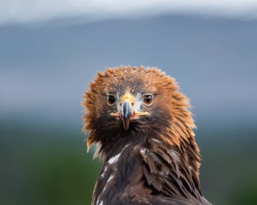 Ricci Chera SIDDs for the Z 70-200mm f/2.8 VR S II sample