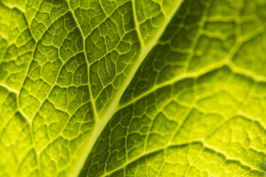 Nikon magazine - macro photography with spring flowers
