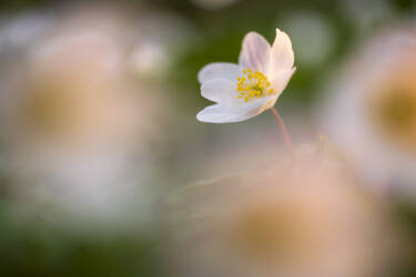 Nikon magazine - macro photography with spring flowers