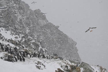 Nikon magazine - Josef Stefan's award-winning wildlife photography