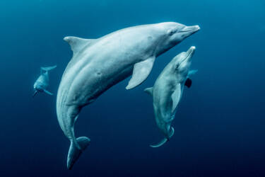 Nikon magazine - George Karbus underwater with the ZR