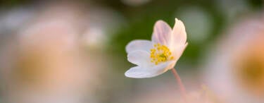 Nikon magazine - macro photography with spring flowers